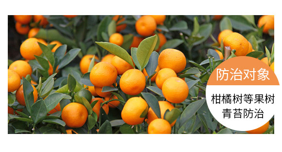 ����̦��������-���-Ӣ����_06