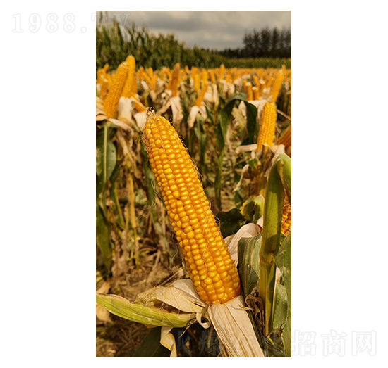 ���׷N��-���y�d��