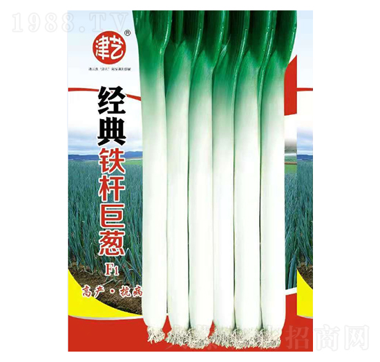 大蔥種子-經(jīng)典鐵桿巨蔥-邯豐農(nóng)業(yè)