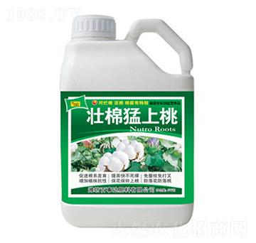 ����������-�����_(d��)